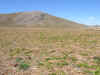 Acres of Imperial Gold Maca Plants