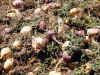 Fresh Imperial Gold Maca Crop Just Harvested And Ready To To The Drying Fields.