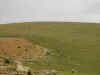 Freshly SeededImperial Gold Maca Fields 14,000 Feet Above Sea Level On The Andean Mountain Top